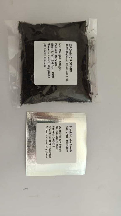 Black Hosta Seeds + Plant Growth Serum Free